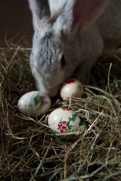 Der Osterhase bringt uns an Ostern die Ostereier - aus alter Tradition